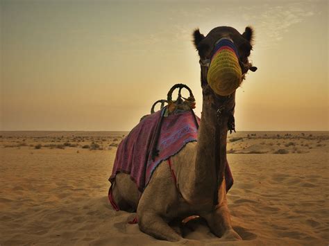 are there camels in dubai